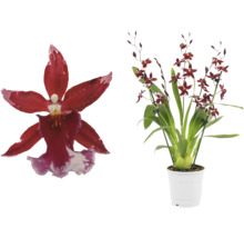 Orchidée avec des fleurs rouges dans un pot blanc