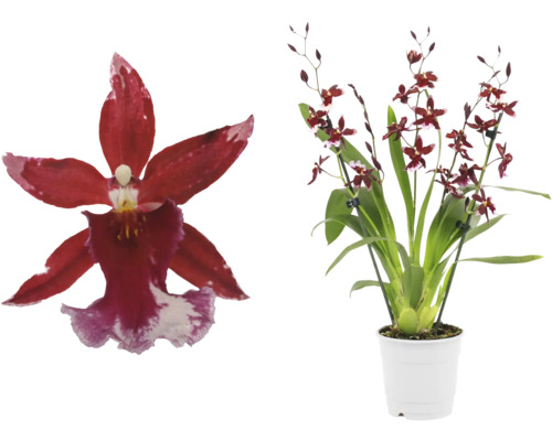 Orchidée Cambria FloraSelf Cambria 'Barocco' h env. 40 cm pot Ø 12 cm 5-6 panicules Orchidée avec des fleurs rouges dans un pot blanc