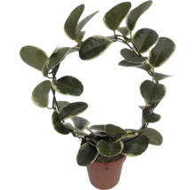 Plante d''intérieur Hoya carnosa dans un pot