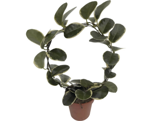 Plante d''intérieur Hoya carnosa dans un pot