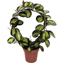 Fleur de cire en pot
