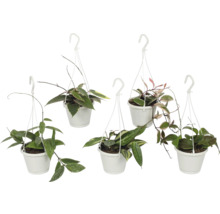 Cinq plantes suspendues Hoya dans des pots blancs.