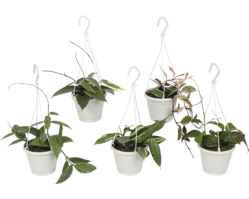 Hoya, Wachsblume, Porzellanblume Mix FloraSelf Hoya Island Star H 15-20 cm Ø 12 cm Topf Hoya, Wachsblume, Porzellanblume Mix FloraSelf Hoya Island Star H 15-20 cm Ø 12 cm Topf