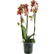 Orchidée en pot