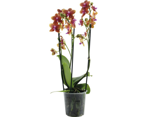 Orchidée papillon odorante FloraSelf Phalaenopsis h env. 40 cm pot Ø 12 cm, 3 panicules, diff. couleurs Orchidée en pot