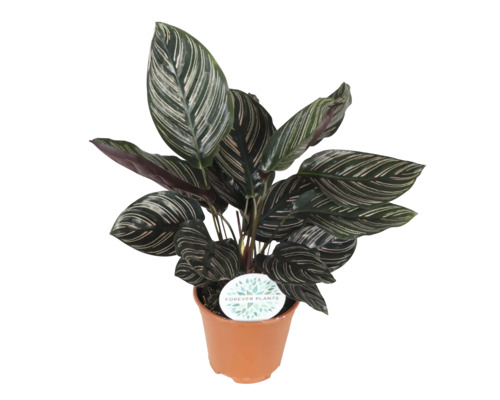 Zimmerpflanze Calathea in einem Topf