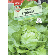 Sylvesta Kopfsalat, resistente Pflanze