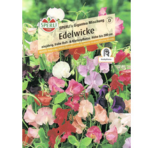 Samenpackung Edelwicke von Sperli, einjährige Duft- und Kletterpflanze, Höhe bis 200 cm