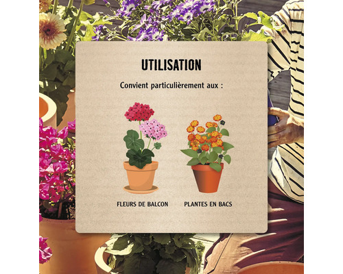 Informations sur l''utilisation des fleurs de balcon et des plantes en pot
