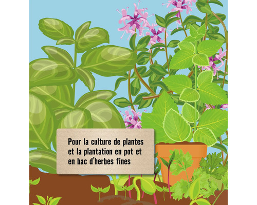 Illustration de diverses herbes telles que le basilic et le thym