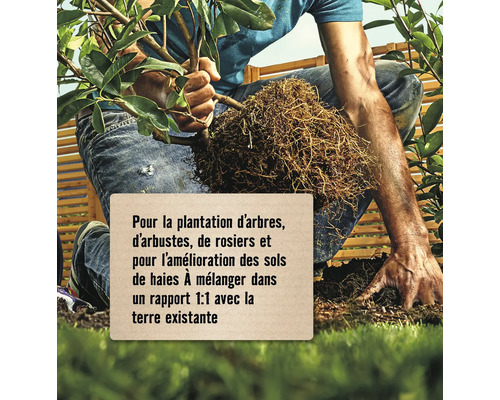 Homme plantant un arbre dans le jardin