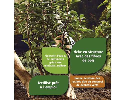 Plante en cours de plantation, propriétés du substrat de plantation en détail