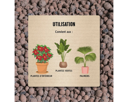 Illustration de l''utilisation de billes d''argile pour les plantes d''intérieur, les plantes vertes et les palmiers