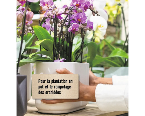 Orchidée en pot avec une étiquette pour la plantation et le rempotage des orchidées