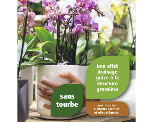 Orchidée en pot avec terreau sans tourbe