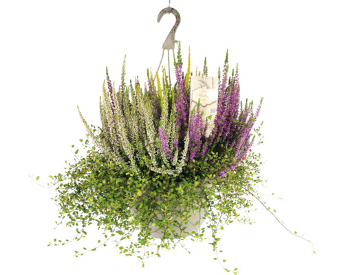 Mélange de bruyères bulle avec réservoir d'eau FloraSelf pot Ø 25 cm mélange Calluna x Mühlenbeckia