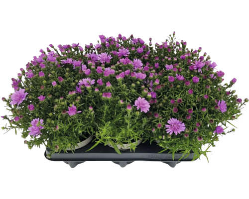 Herbstaster, Kissen -Aster Mix FloraSelf Aster dumosus Alpha Mix Ø 12 cm Topf zufällige Sortenauswahl