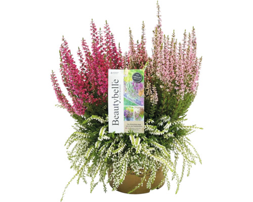 Bruyère FloraSelf Calluna vulgaris Beauty Ladies Beautybelle pot Ø 13 cm diff. couleurs