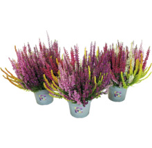 Trois pots de bruyères d''Erica de différentes couleurs