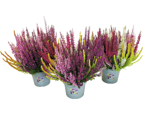 Trois pots de bruyères d''Erica de différentes couleurs