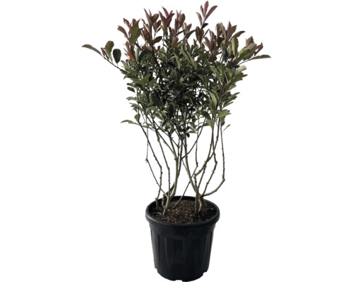 Photinie vert blanc multi-troncs FloraSelf Photinia fraseri 'Pink Marble' h 100-120 cm Co 35 l