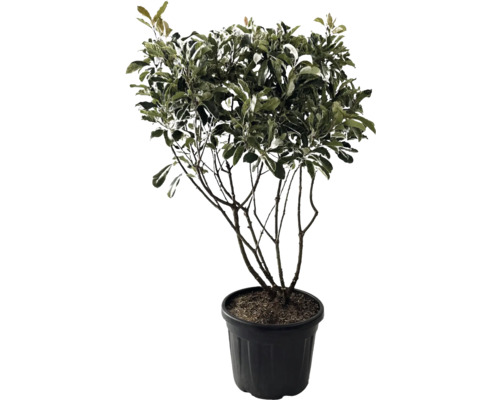 Photinie multi-troncs FloraSelf Photinia fraseri 'Pink Crispy' h 100-120 cm Co 35 l