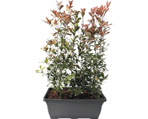 Glanzmispel Fertighecke L 100 cm H ca. 150 cm FloraSelf Photinia fraseri 'Red Robin' graue Kasten