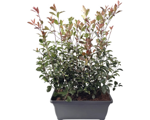 Glanzmispel Fertighecke L 80 cm H 125-150 cm FloraSelf Photinia fraseri 'Red Robin' graue Kasten