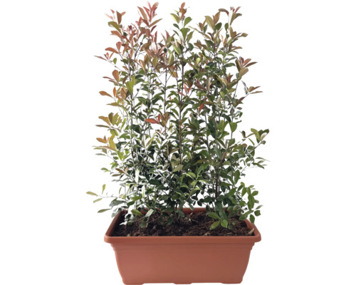 Glanzmispel Fertighecke L 100 cm H ca. 150 cm FloraSelf Photinia fraseri 'Red Robin' rote Kasten