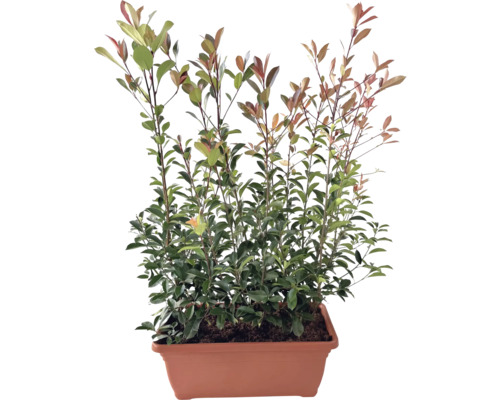 Glanzmispel Fertighecke L 80 cm H 125-150 cm FloraSelf Photinia fraseri 'Red Robin' rote Kasten