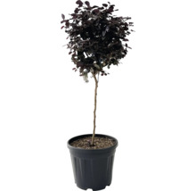 Kugelbaum im Topf