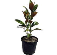Plante de caoutchouc en pot avec des feuilles vertes et brunes