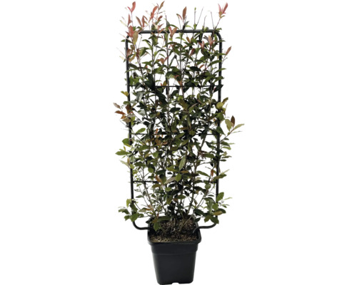 Glanzmispel Spalier FloraSelf Photinia fraseri 'Robusta Compacta' L65 cm B 35 cm H 100-120 cm Co 18 L