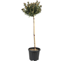 Glanzmispel 'Chico' FloraSelf Kugel Halbstamm 80 cm Co 15 L