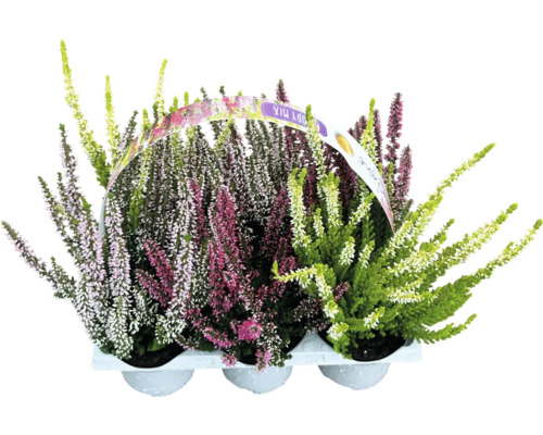 Callune Calluna vulgaris lot de 6