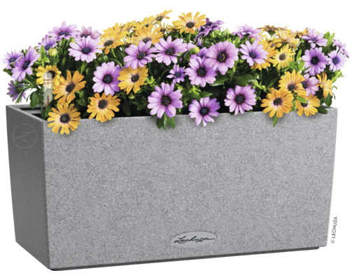 Rechteckiger Pflanzkasten mit gelben und lilafarbenen Gänseblümchen