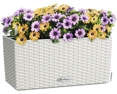 Blumenkasten mit lila und gelben Gänseblümchen