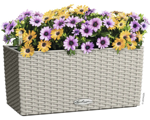 Blumenkasten mit gelben und lila Margeriten