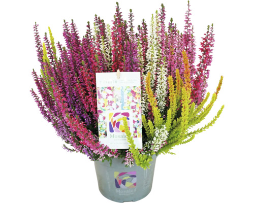 Bruyère FloraSelf Calluna vulgaris 'Beauty Ladies Mosaica' pot Ø 14 cm diff. couleurs