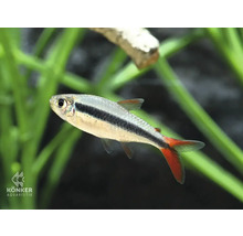 Fisch Rotflossen Schrägschwimmer Thayeria sp. 'Rio Teles Pires' 'Red fin'
