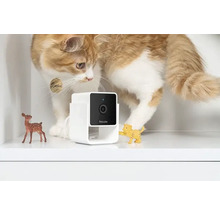 Chat examinant une caméra de surveillance Petcube dans une étagère.