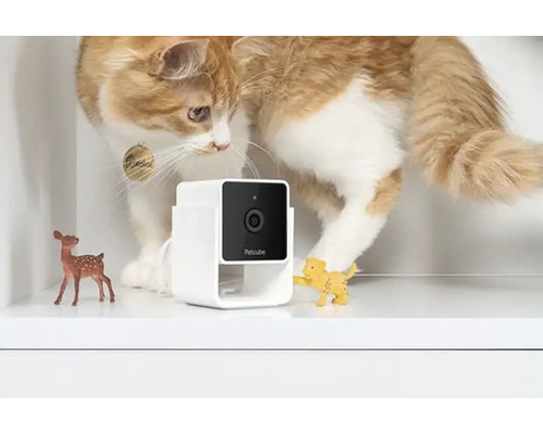 Chat examinant une caméra de surveillance Petcube dans une étagère.