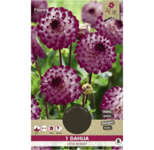 Bulbe de dahlia Florex 'Little Robert' 1 pièce