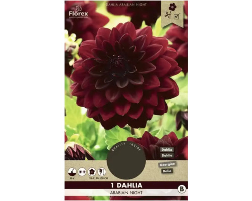 Blumenzwiebel Dahlie Florex 'Arabian Night' 1 Stück