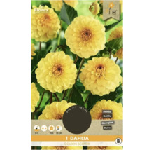 Paquet d''un Dahlia Golden Scepter jaune