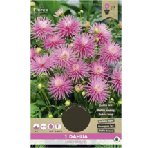 Florex Dahlia Park Princess paquet de bulbes de fleurs