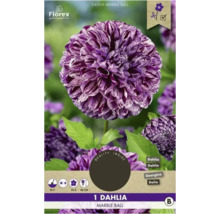 Emballage d''un Dahlia Marble Ball