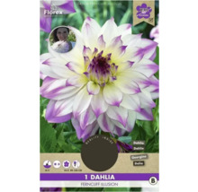 Dahlia Ferncliff Illusion, une fleur
