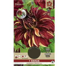 Bulbe de Dahlia Bohemian Spartacus