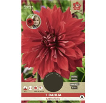 Dahlia Babylon Red, un bulbe à fleurs pour de grandes fleurs